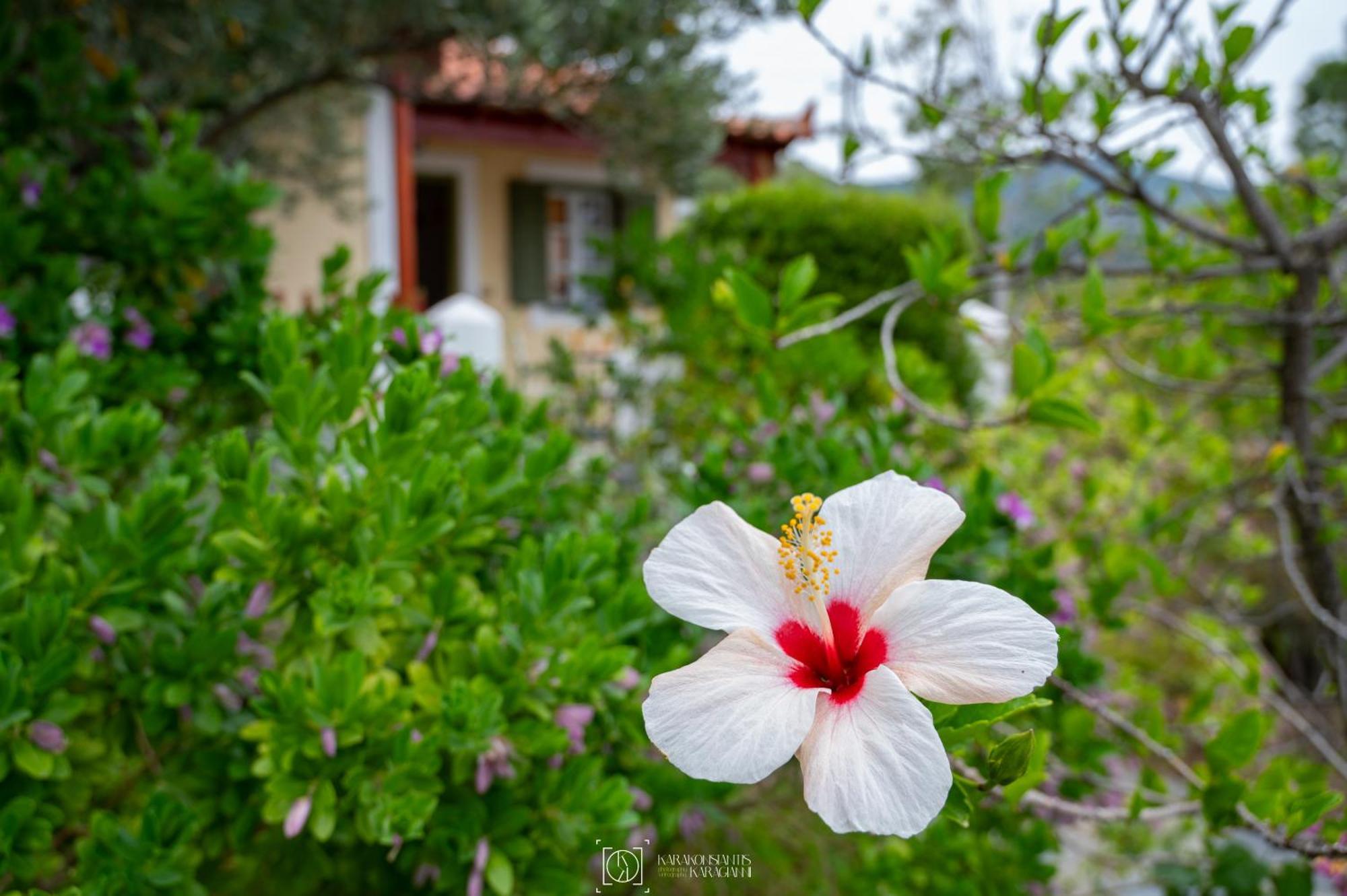 Pleiades Samos Apartment Marathokampos Ngoại thất bức ảnh